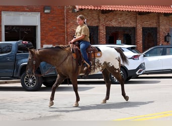 Appaloosa, Ruin, 16 Jaar