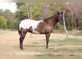 Appaloosa, Ruin, 16 Jaar
