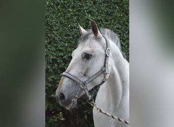 Appaloosa, Ruin, 17 Jaar, 150 cm, Schimmel