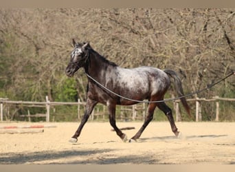 Appaloosa Mix, Ruin, 17 Jaar, 154 cm, Zwartschimmel