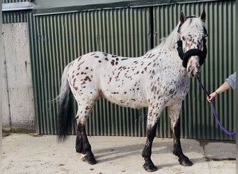 Appaloosa, Ruin, 17 Jaar, 165 cm, Appaloosa