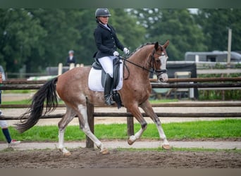 Appaloosa, Ruin, 18 Jaar, 160 cm, Appaloosa