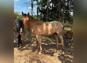 Appaloosa, Ruin, 2 Jaar, 150 cm