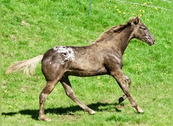 Appaloosa, Ruin, 2 Jaar, 153 cm, Zwart
