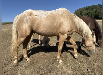 Appaloosa, Ruin, 3 Jaar, 148 cm, Palomino