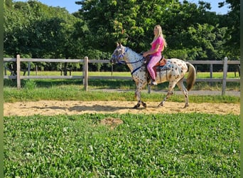 Appaloosa, Ruin, 3 Jaar, 150 cm, Appaloosa