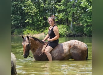 Appaloosa, Ruin, 3 Jaar, 152 cm, Roodvos