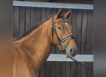 Appaloosa Mix, Ruin, 3 Jaar, 153 cm, Vos