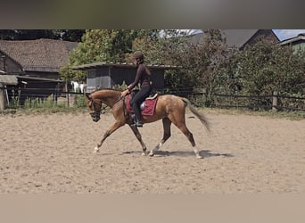 Appaloosa Mix, Ruin, 3 Jaar, 153 cm, Vos