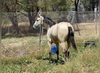 Appaloosa Mix, Ruin, 3 Jaar, 155 cm, Falbe