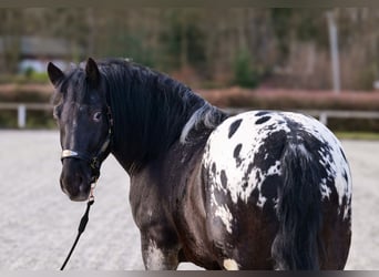 Appaloosa, Ruin, 3 Jaar, 155 cm, Zwart