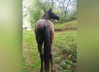 Appaloosa, Ruin, 3 Jaar, 156 cm
