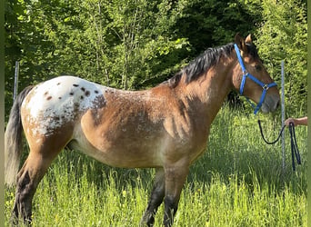 Appaloosa, Ruin, 3 Jaar, 157 cm, Appaloosa