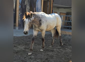 Appaloosa, Ruin, 3 Jaar, 158 cm, Buckskin