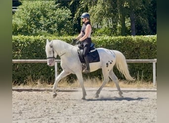 Appaloosa Mix, Ruin, 3 Jaar, 160 cm, Appaloosa