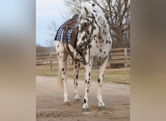Appaloosa, Ruin, 3 Jaar, Appaloosa