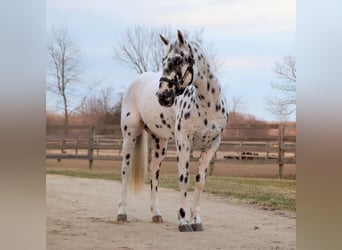 Appaloosa, Ruin, 3 Jaar, Appaloosa