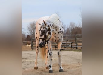 Appaloosa, Ruin, 3 Jaar, Appaloosa