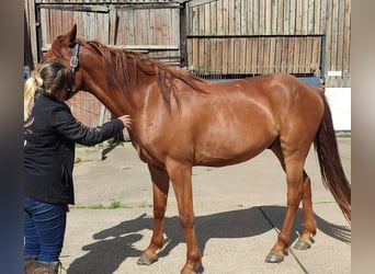 Appaloosa Mix, Ruin, 3 Jaar, Donkere-vos