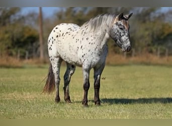 Appaloosa, Ruin, 4 Jaar, 132 cm