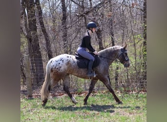 Appaloosa, Ruin, 4 Jaar, 145 cm, Roan-Bay