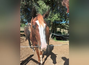 Appaloosa, Ruin, 4 Jaar, 146 cm, Vos