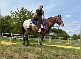 Appaloosa, Ruin, 4 Jaar, 149 cm, Appaloosa