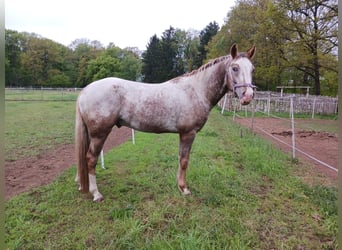 Appaloosa, Ruin, 4 Jaar, 152 cm
