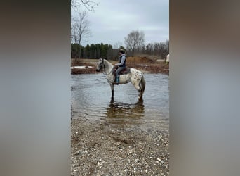 Appaloosa, Ruin, 4 Jaar, 152 cm, Zwartbruin