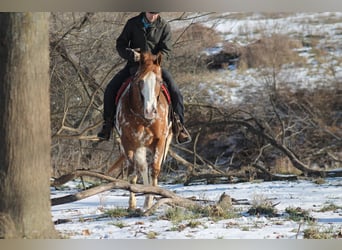 Appaloosa, Ruin, 4 Jaar, 155 cm, Donkere-vos