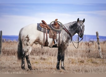 Appaloosa, Ruin, 4 Jaar, 155 cm