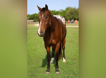 Appaloosa, Ruin, 4 Jaar, 157 cm, Roodbruin