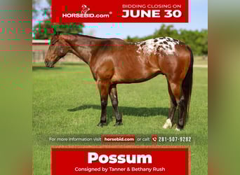 Appaloosa, Ruin, 4 Jaar, 157 cm, Roodbruin
