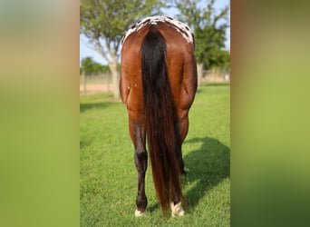 Appaloosa, Ruin, 4 Jaar, 157 cm, Roodbruin