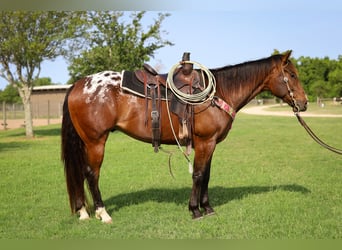 Appaloosa, Ruin, 4 Jaar, 157 cm, Roodbruin