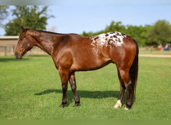 Appaloosa, Ruin, 4 Jaar, 157 cm, Roodbruin