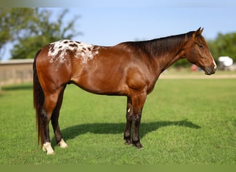 Appaloosa, Ruin, 4 Jaar, 157 cm, Roodbruin