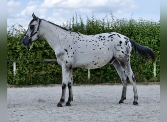 Appaloosa, Ruin, 4 Jaar, 158 cm