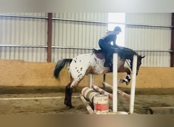 Appaloosa, Ruin, 4 Jaar, 173 cm, Appaloosa