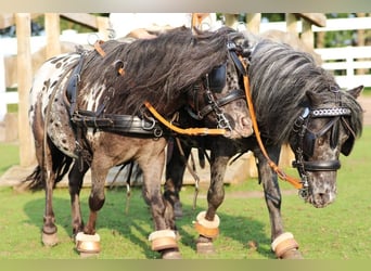 Appaloosa, Ruin, 4 Jaar, 95 cm, Appaloosa