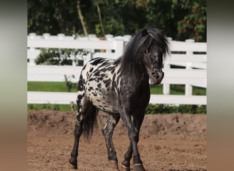 Appaloosa, Ruin, 4 Jaar, 95 cm, Appaloosa