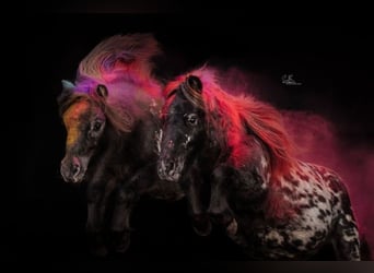 Appaloosa, Ruin, 4 Jaar, 95 cm, Appaloosa