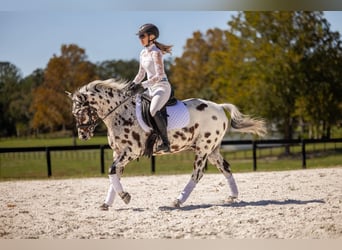 Appaloosa, Ruin, 4 Jaar