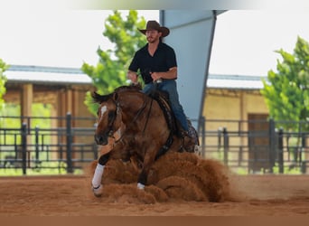Appaloosa, Ruin, 4 Jaar, Falbe