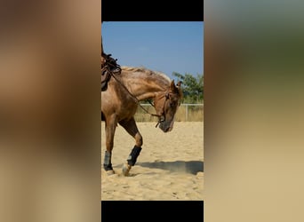 Appaloosa, Ruin, 4 Jaar