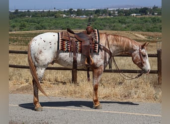 Appaloosa, Ruin, 4 Jaar, Vos