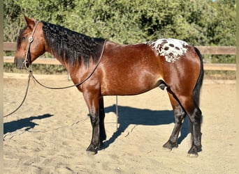 Appaloosa, Ruin, 5 Jaar, 137 cm, Roodbruin