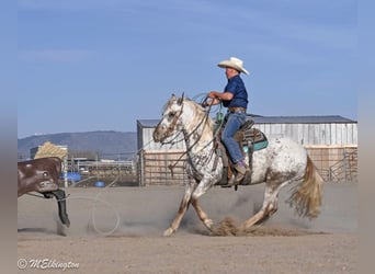 Appaloosa, Ruin, 5 Jaar, 142 cm