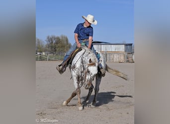 Appaloosa, Ruin, 5 Jaar, 142 cm