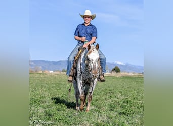 Appaloosa, Ruin, 5 Jaar, 142 cm